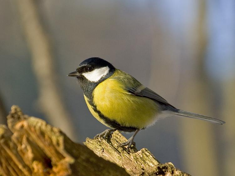 El ritmo de vida urbano reduce la esperanza de vida de las aves.