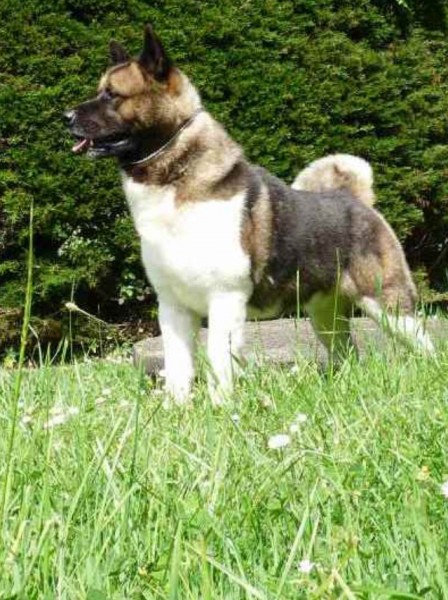 MAYNEFUS Akitas Americanos - Akita Americano. Vini Vidi Vinci de Maynefus