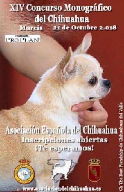 Asociación Española del Chihuahua - Chihuahueño. Belleza. XIV Concurso Monográfico del Chihuahua (Murcia   España)