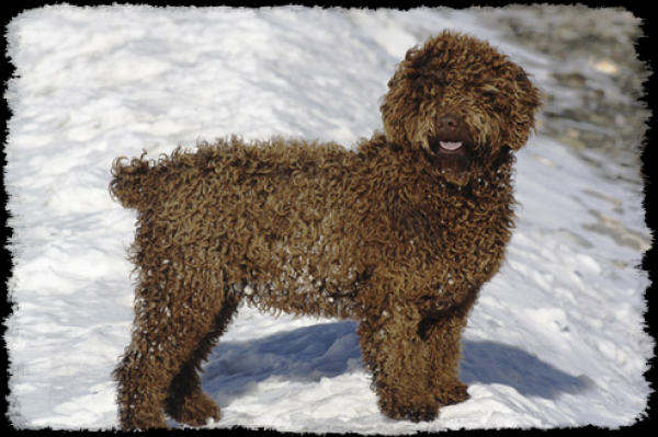 Perro de Agua Español. Chakira del Bolanio -Chaki-