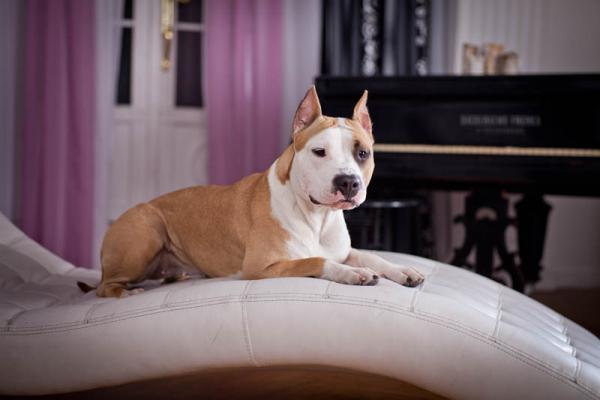 PETSmania - Pit Bull Terrier. 