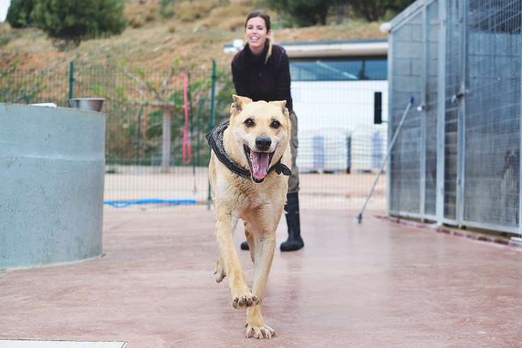 Perro mestizo. Abue.