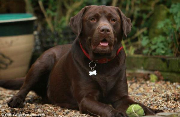 Galletas para perros