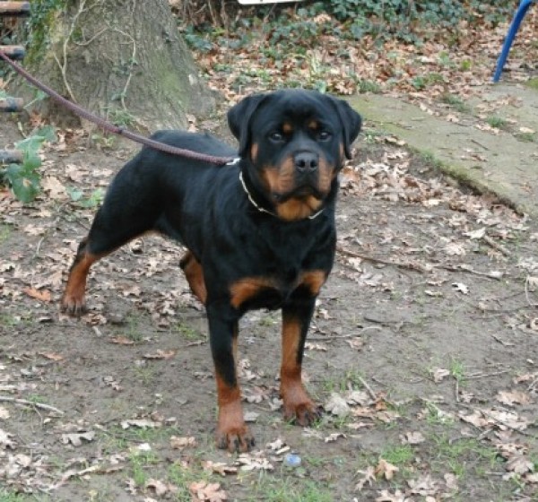 Rottweiler. ELECTRA DE BEDIA