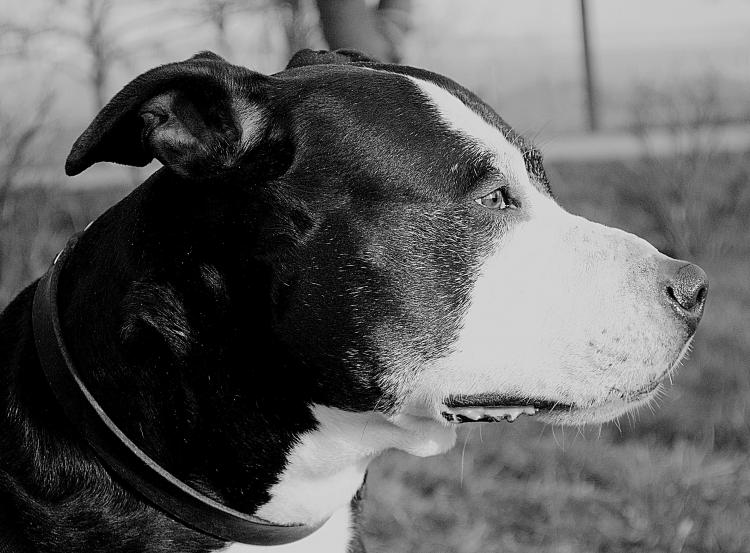 PETSmania - Detalle de un Staffordshire Bull Terrier