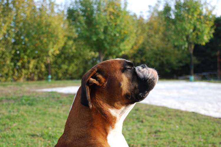 Perro respirando aire puro