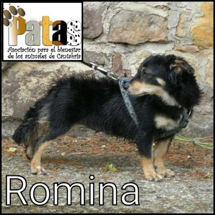 Asociación Para  Bienestar los Animal. Cantabria PATAS - Romina Power.