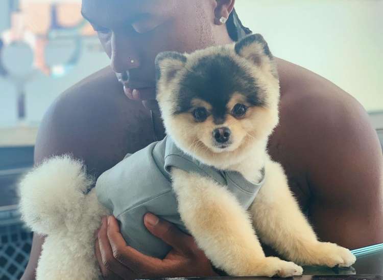 PETSmania - Spitz Alemán de Pomerania y Keeshond. Daniel Sturridge junto a Lucky Lucci (Fuente  Instagram)