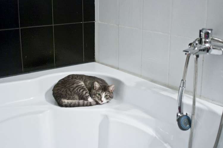 gato en la bañera gato en la bañera