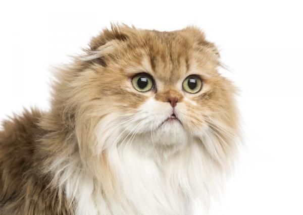 Fold Escocés de Pelo Largo.