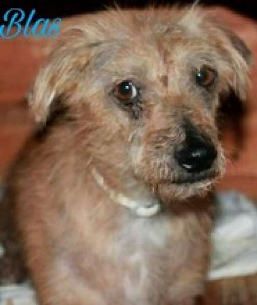 Blas. Perro en adopcion que busca casa.