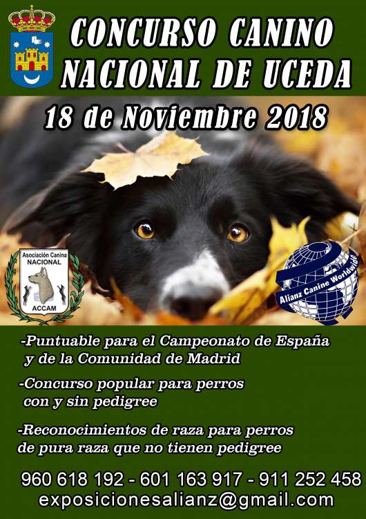 Asociación Canina Nacional - ACCAM - Belleza. CONCURSO CANINO NACIONAL DE UCEDA (Guadalajara   España)
