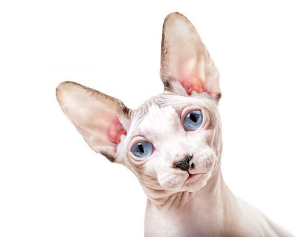 Sphynx.  Sphynx.