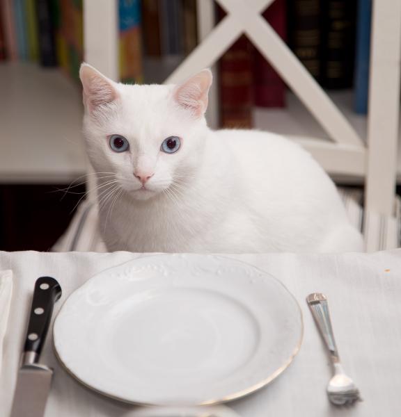 Gato blanco detrás de los cubiertos Gato blanco detrás de los cubiertos