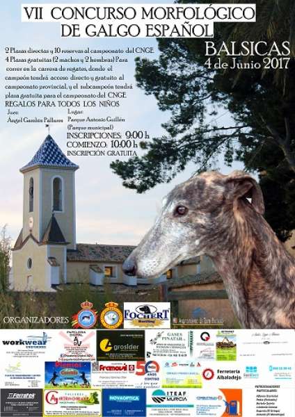 II Concurso Morfológico de Galgo Español II Concurso Morfológico de Galgo Español