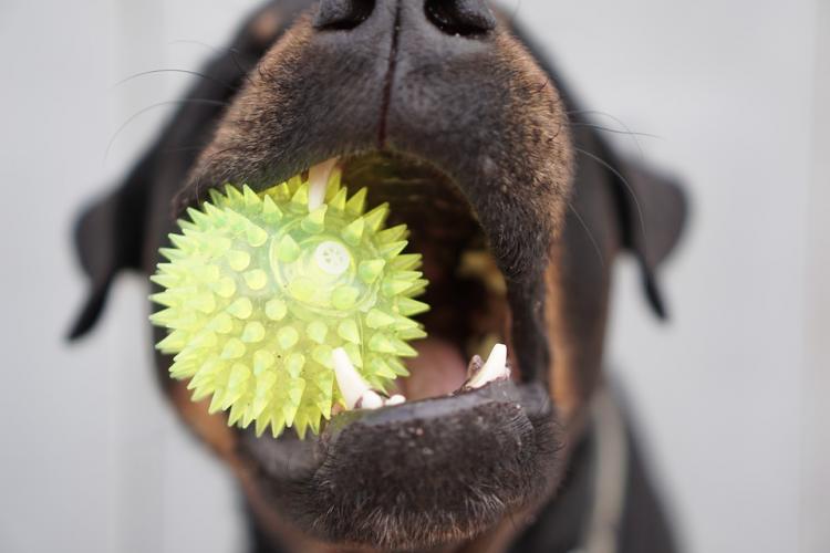 Rottweiler con una pelota