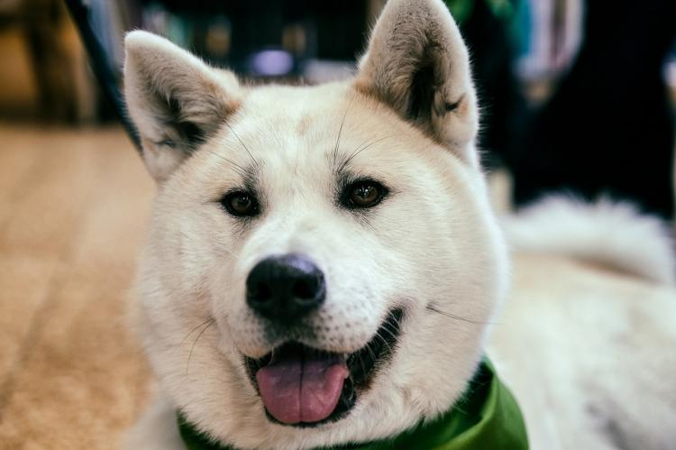 ¿Qué raza de perro es la más adecuada para ti? Akita