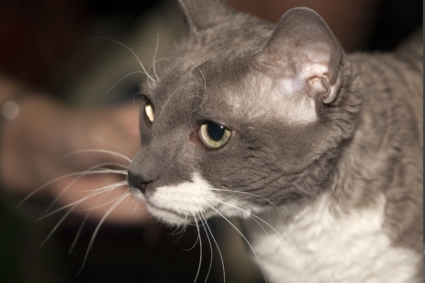 PETSmania - Ural Rex de Pelo Corto. por Nickolas Titkov