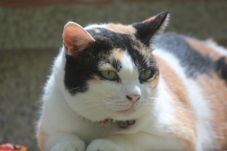 Los gatos y la diabetes Gato de ojos verdes tumbado