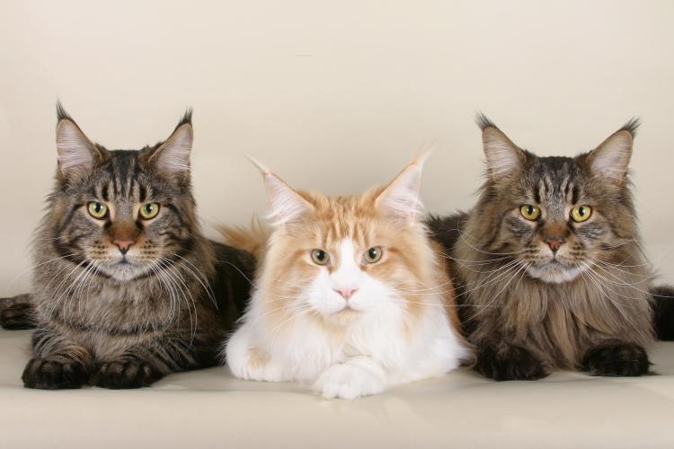 Tres ejemplares de Maine Coon Tres ejemplares de Maine Coon