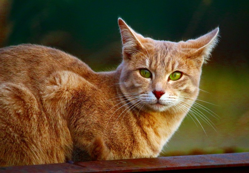 Los vecinos de Ares denuncian numerosos casos de envenenamiento de gatos producidos en el municipio.