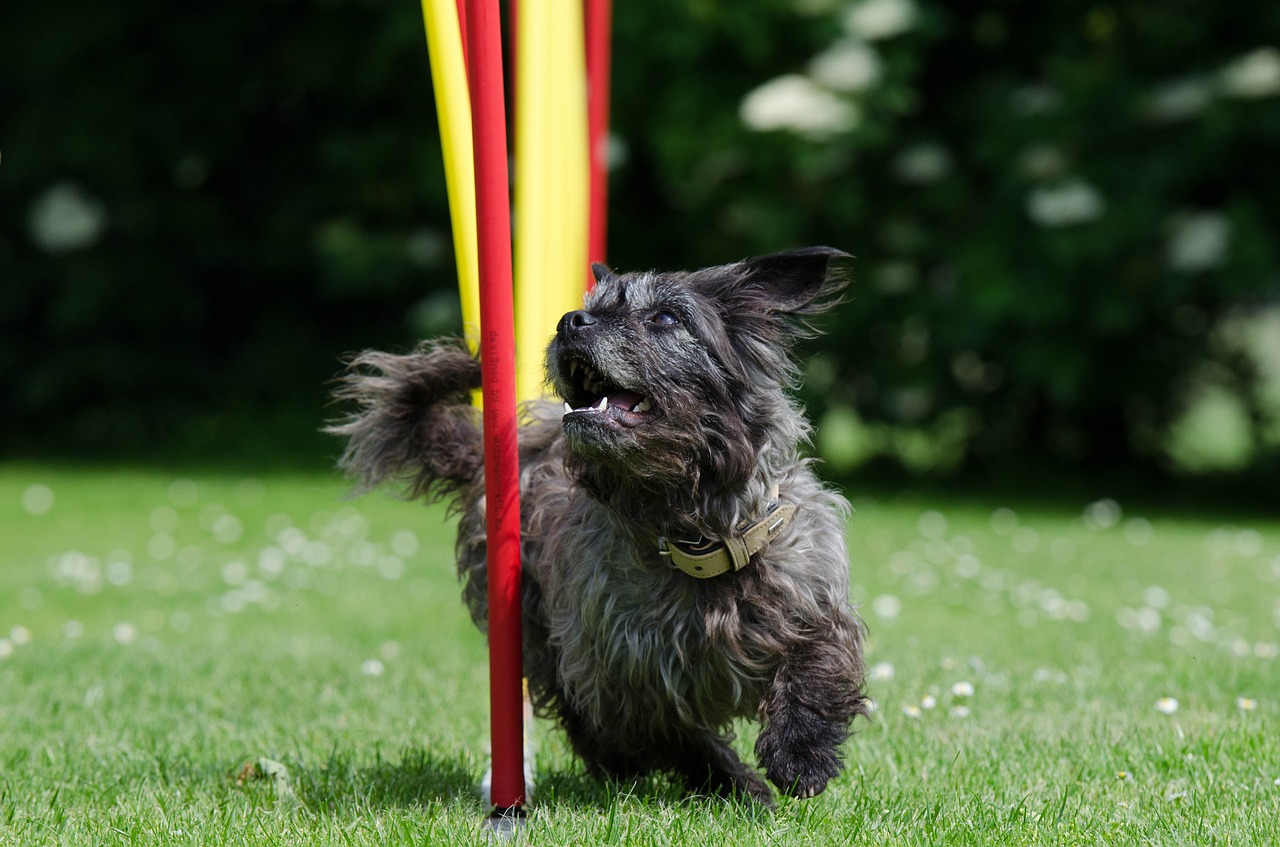 Perro en barras de agility