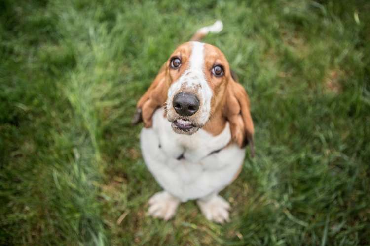 Basset Hound. Basset Hound.