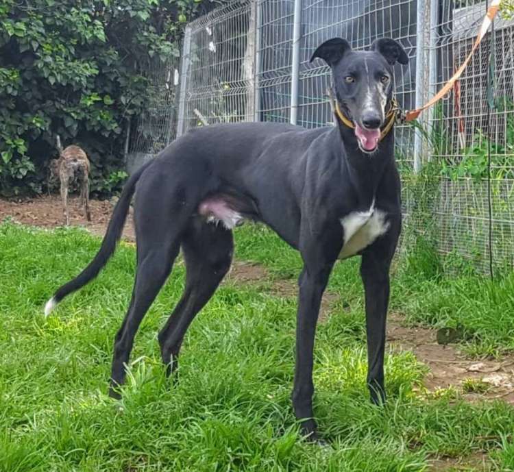 Galgo Español. Wallace.