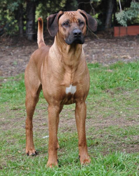Rhodesian Ridgeback. Dandy Averey Arivi Paisumi