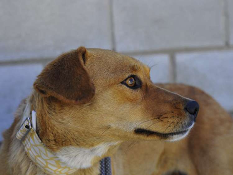 Perro mestizo. Venecia. Perro mestizo. Venecia.