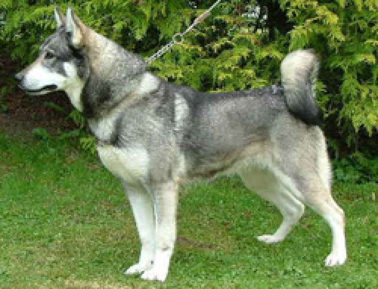 Perro Cazador de Alces Sueco. Perro Cazador de Alces Sueco.