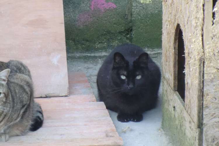 Muss. Gato en adopcion que busca casa.