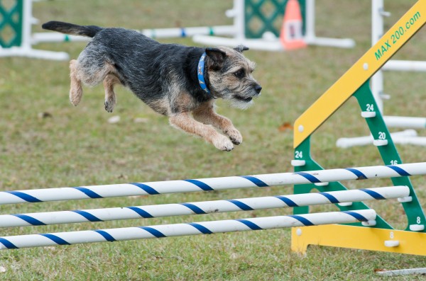 PETSmania - Border Terrier. SheltieBoy
