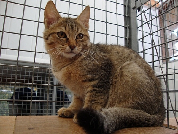 Pixie Bob. por Gatil Ragbelas