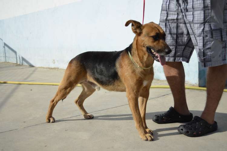 Hugo. Perro en adopcion que busca casa. Hugo. Perro en adopcion que busca casa.