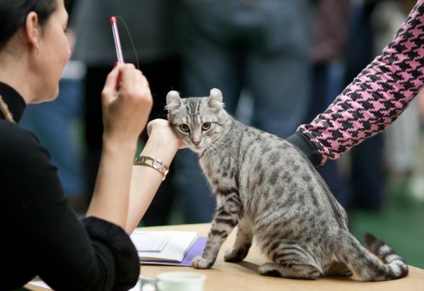 PETSmania - Curl Americano. 