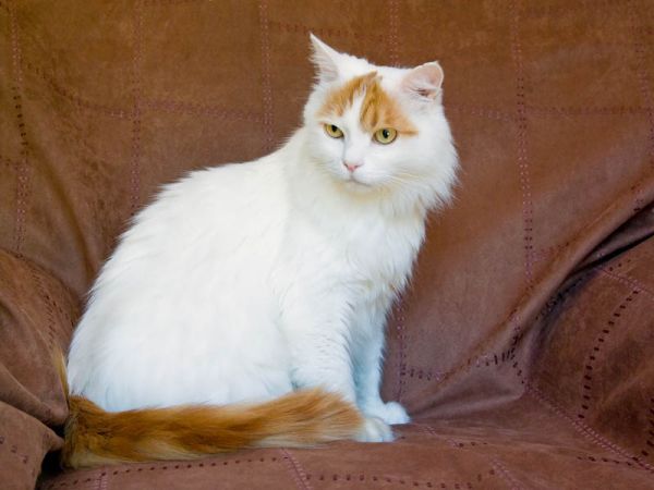 Van Turco.  Van Turco.