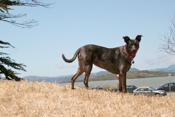 Perro de Taiwan. ilovemytan