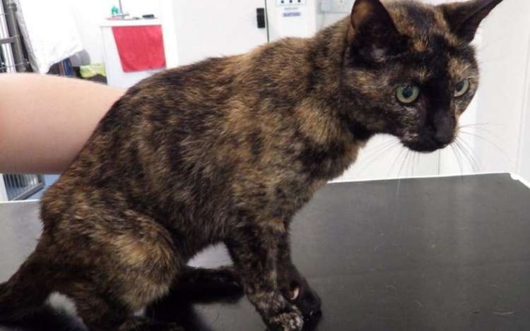 Dueña intentó curar a su gato con miel de manuka (Foto RSPCA)