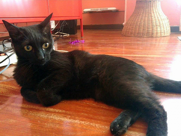 Comun Europeo. Africa