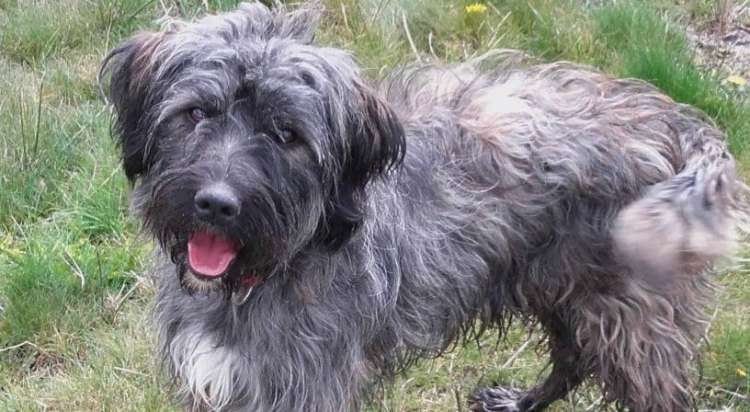 Gala. Perro en adopcion que busca casa. Gala. Perro en adopcion que busca casa.