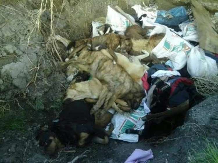 Proteccionista denuncia matanza de perros en Chubut