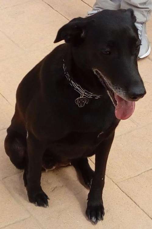 Akasha. Perro en adopcion que busca casa. Akasha. Perro en adopcion que busca casa.