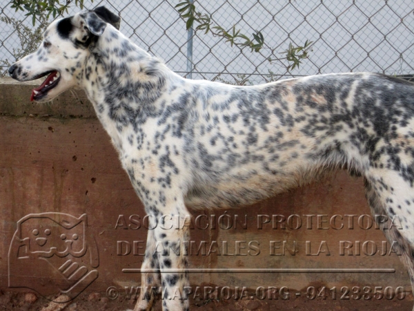 GALGO. BANDERAS