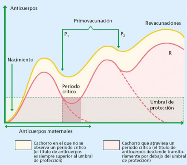 Patología neonatal. Principio de la vacunación (inmunidad humoral). 