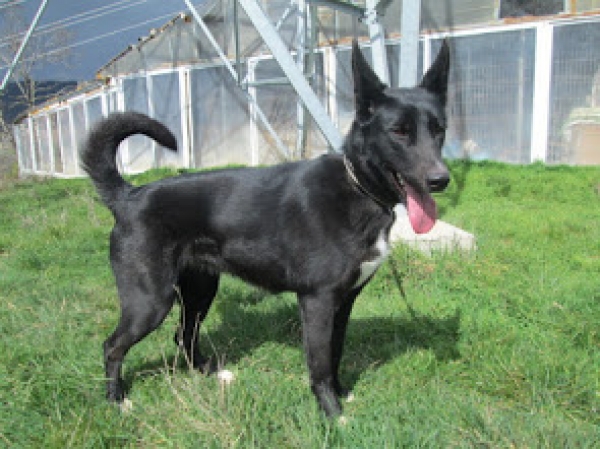 Cruce de Pastor Belga. FEFA