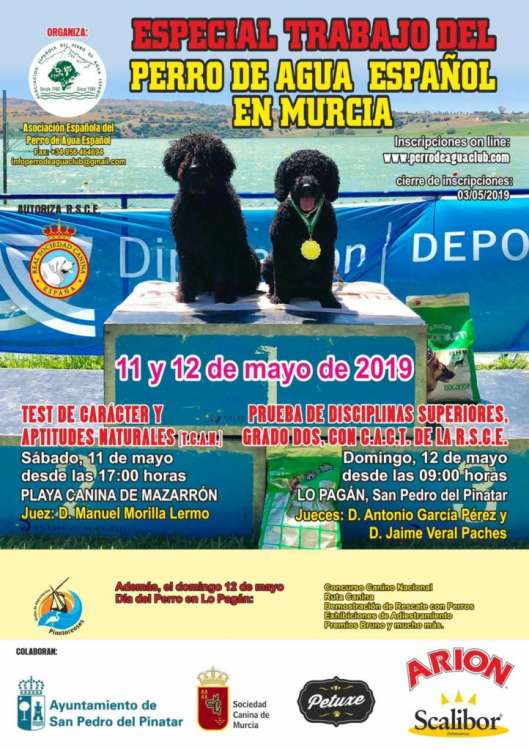 ASOCIACIÓN ESPAÑOLA DEL PERRO DE AGUA ESPAÑOL - Trabajo. ESPECIAL TRABAJO DEL PERRO DE AGUA ESPAÑOL (Murcia   España)