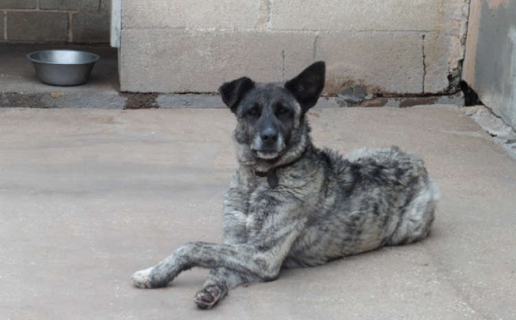 Perro mestizo. Lobo.