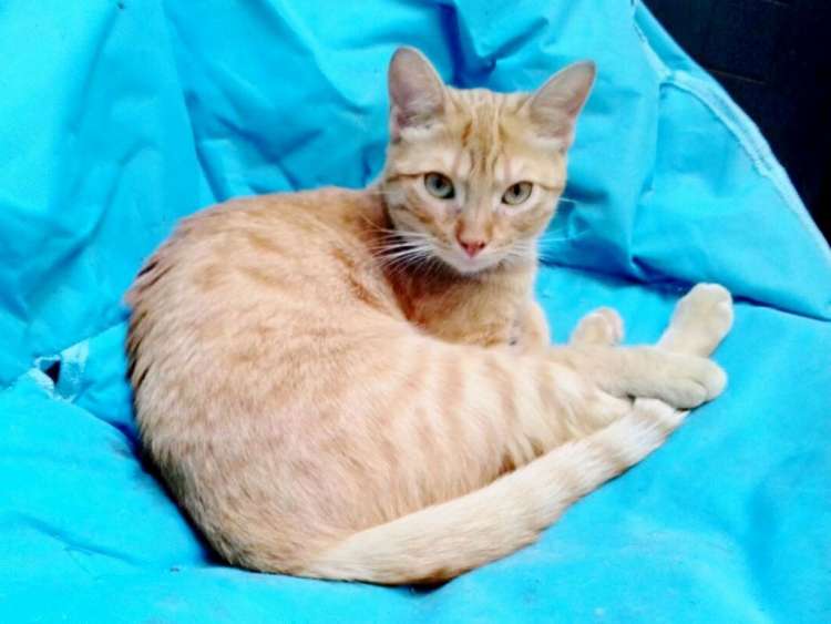 Gato mestizo. Siria. Gato mestizo. Siria.