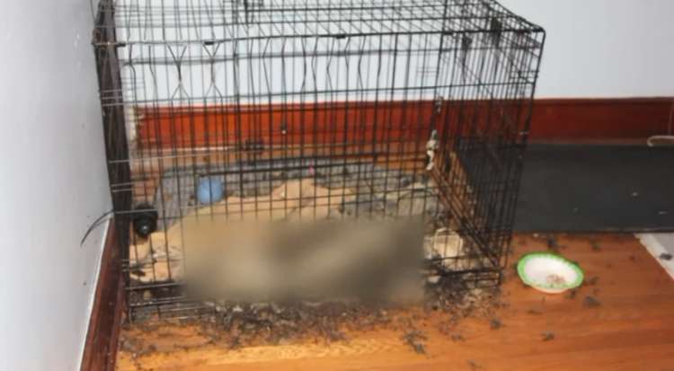 PETSmania - Agentes encontraron los cuerpos descompuestos de cinco perros dentro de sus jaulas.